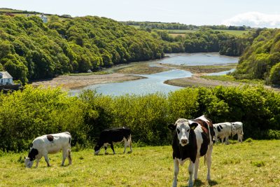 Cows Grazing