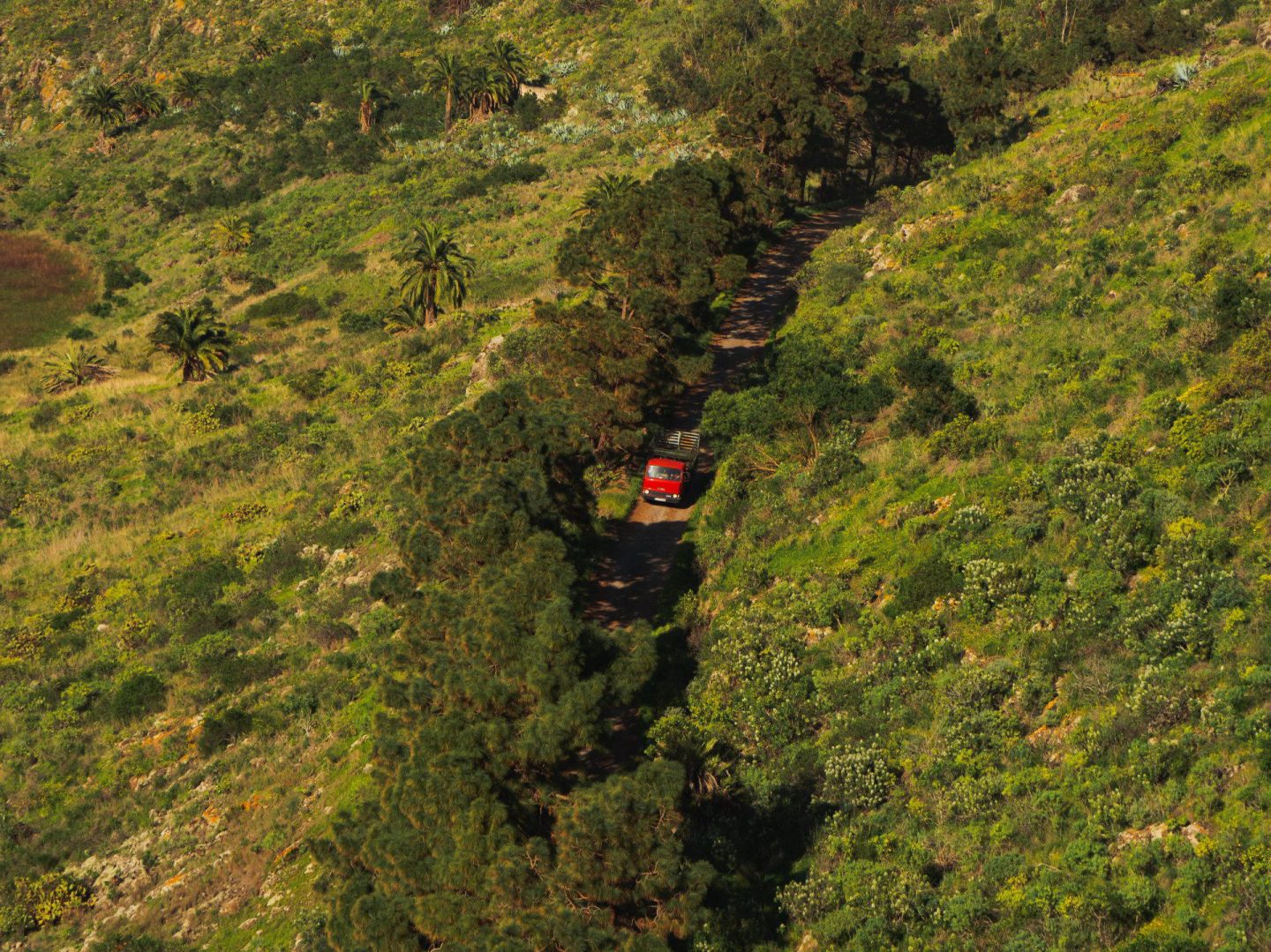 Forest Track