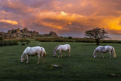 Three Wild Horses Grazing